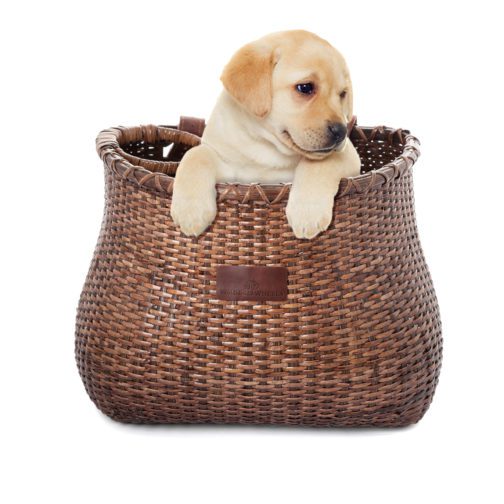 puppy in bike basket